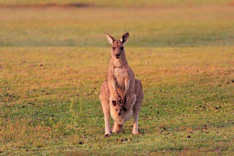 Eastern giant grey kangaroo