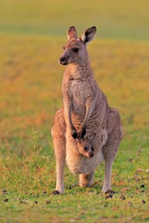 Eastern giant grey kangaroo
