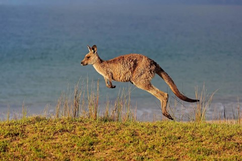 Eastern grey kangaroo