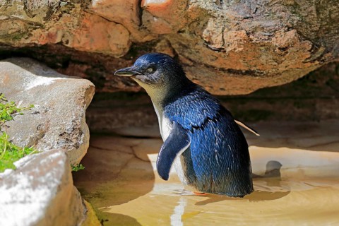 Little penguin