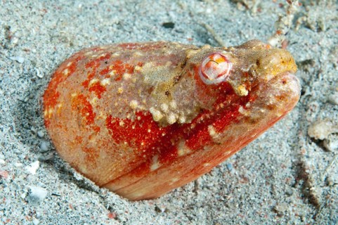 Crocodile snake eel