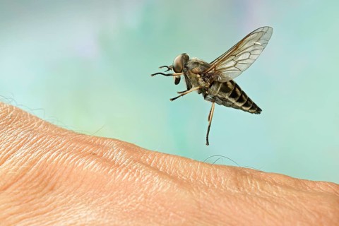 Large marsh horsefly