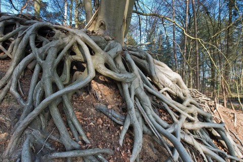 Roots of a Common beech