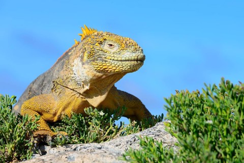 Drusenkopf or Galapagos land iguana