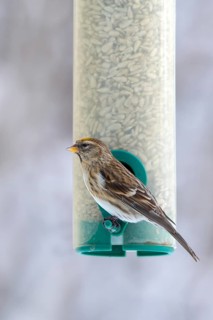Linnet