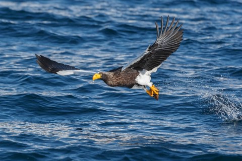Steller's sea eagle