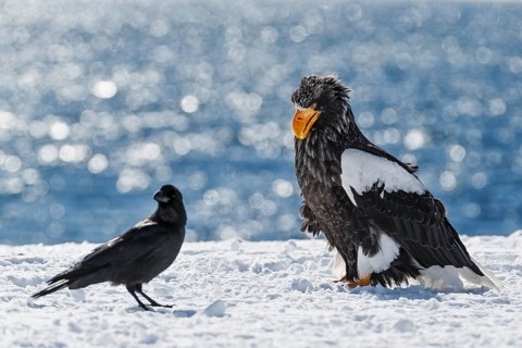 Steller's sea eagle