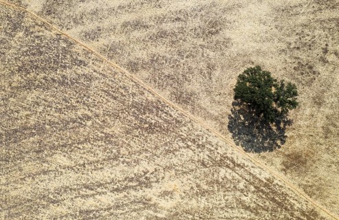 Holm oak