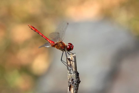 Blood Ruddy Darter