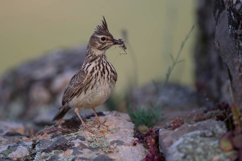 Thekla Lark