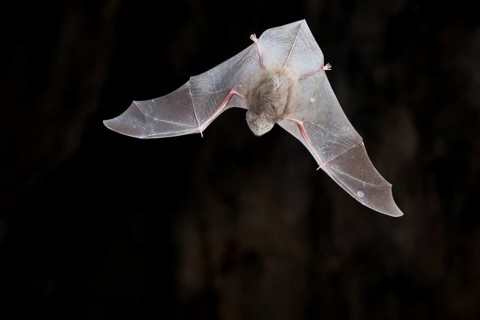 Common bent-wing bat