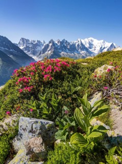 Alpine roses on a mountain slope