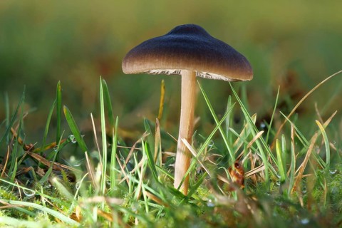 Tricholoma portentosum