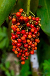 Red coffee berries