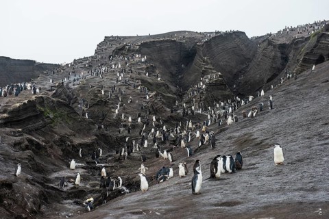 Chinstrap Penguin colony