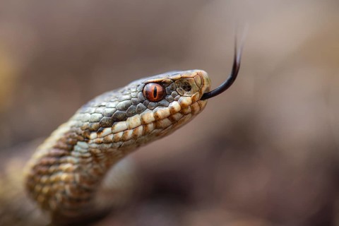 Tongued adder