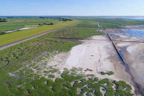 Salt marshes in front of the dike