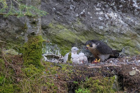 Peregrine falcon Falcon