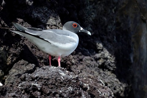 Swallow-tailed gull