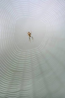 Longjawed orbweaver