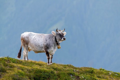 Cow on the mountain pasture