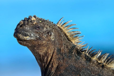 Marine iguana