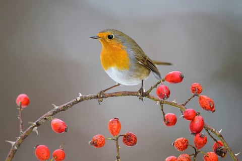 European robin