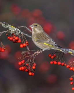 European greenfinch