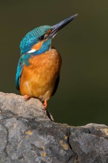 Common kingfisher