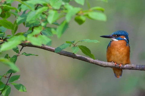 Common kingfisher