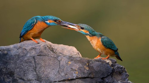 Common kingfisher