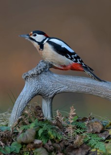 Great spotted woodpecker
