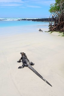 Marine iguana