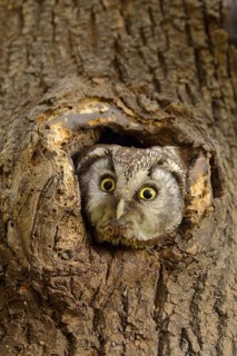Tengmalm's owl