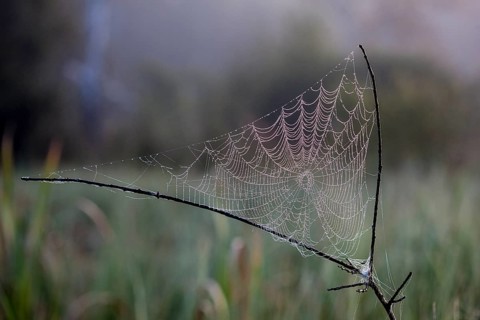 Beads of raindrops on spider's web