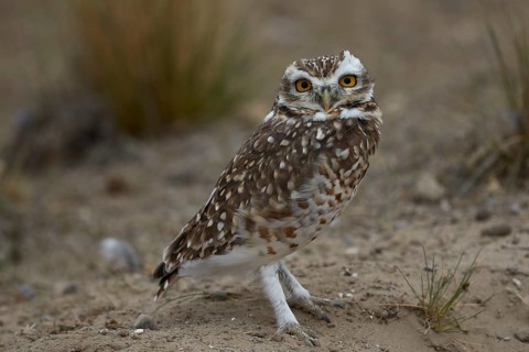 Burrowing owl