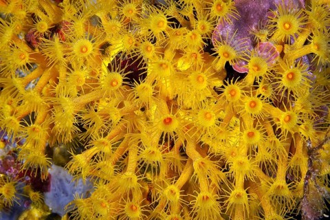 Polyps of yellow crustose anemones