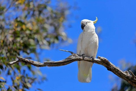 Sulphur-crested cockatoo