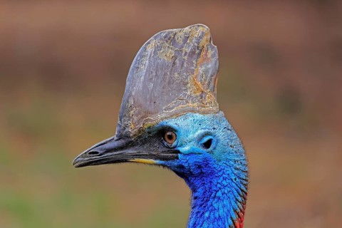 Double-wattled cassowary