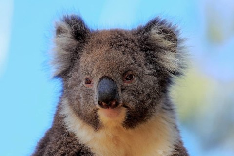 Koala