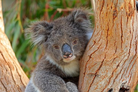 Koala