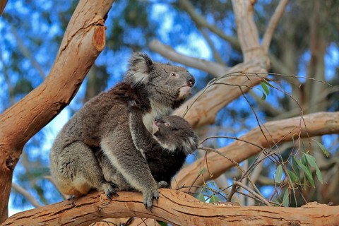 Koalas