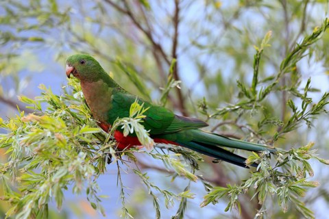 Australian king parrot