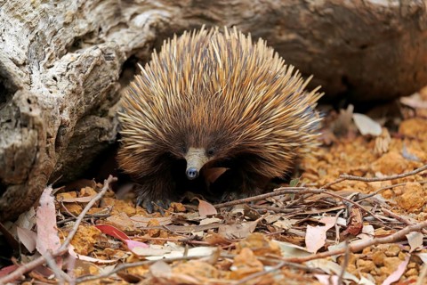 Short-beaked echidna