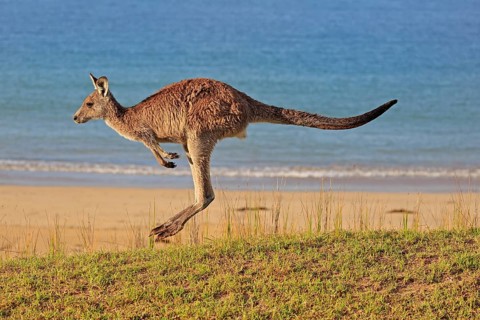 Eastern grey kangaroo
