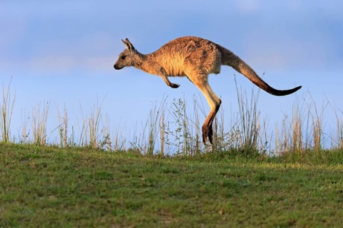 Eastern grey kangaroo