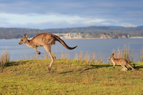 Eastern giant grey kangaroo