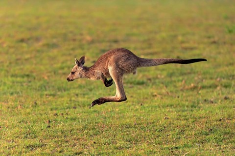 Eastern giant grey kangaroo