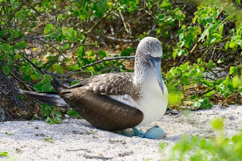 Blue-footed booby