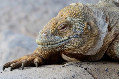 Druze head or Galapagos land iguana